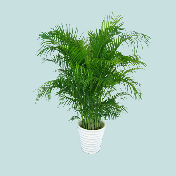 Ҷֲ